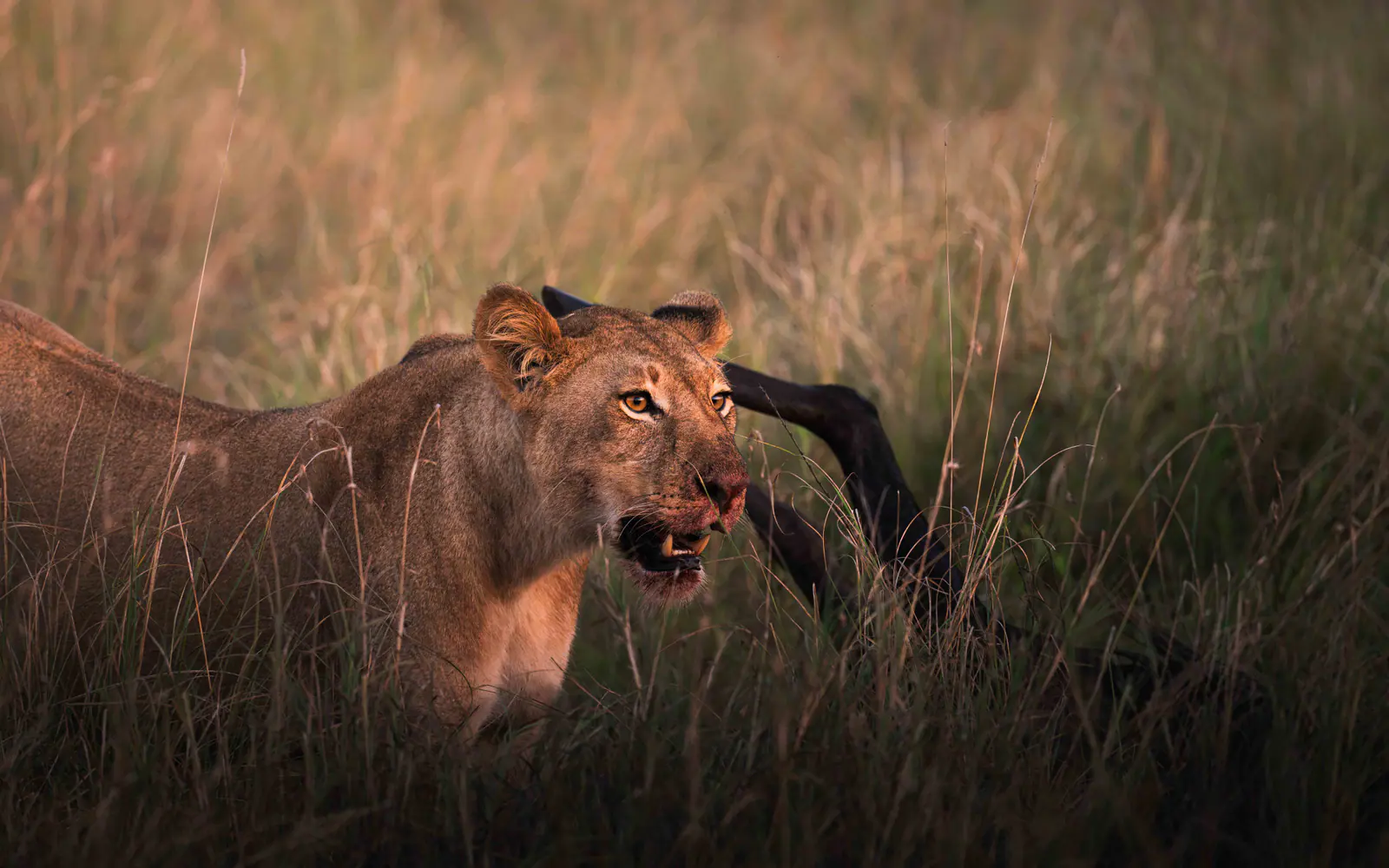 A lioness in golden evening grass