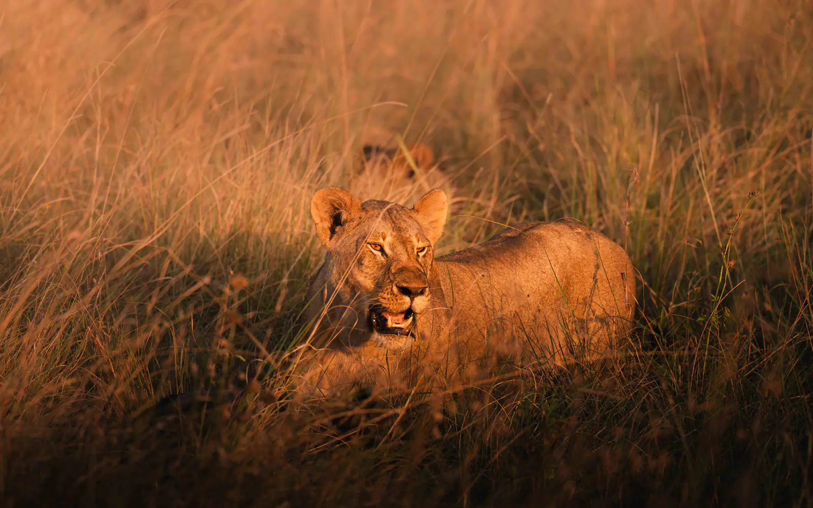 A lioness in golden evening grass