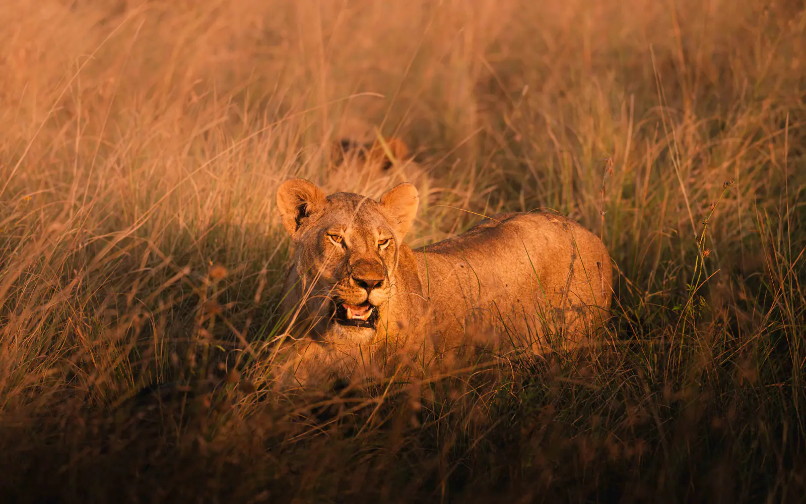 Una leona en la hierba dorada del atardecer