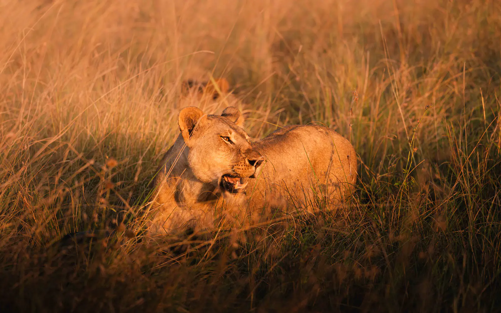 A lioness in golden evening grass