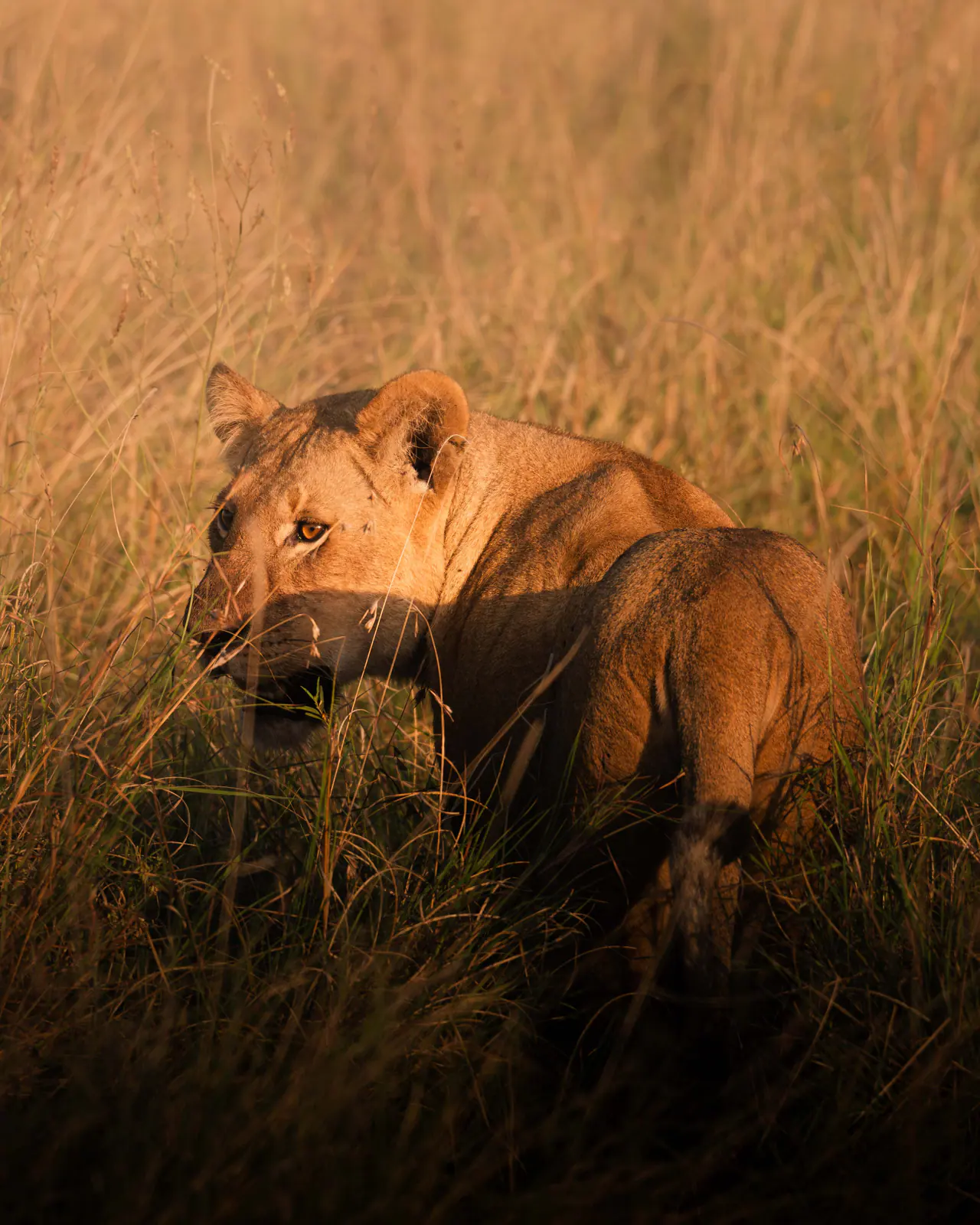 A lioness in golden evening grass