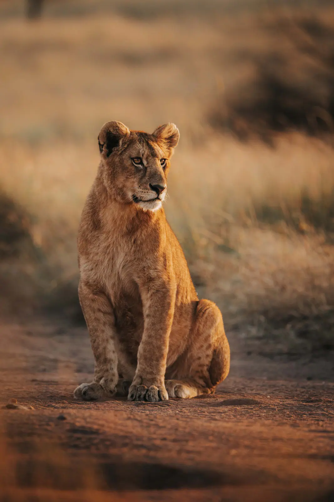 Una leona en la hierba dorada del atardecer