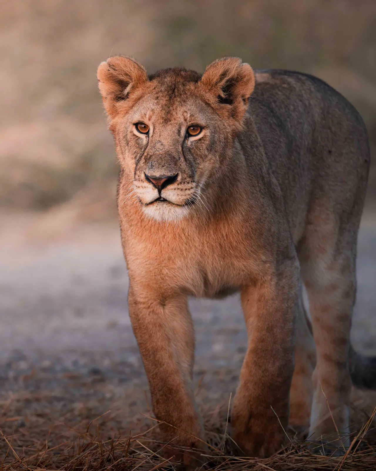 A lioness in golden evening grass