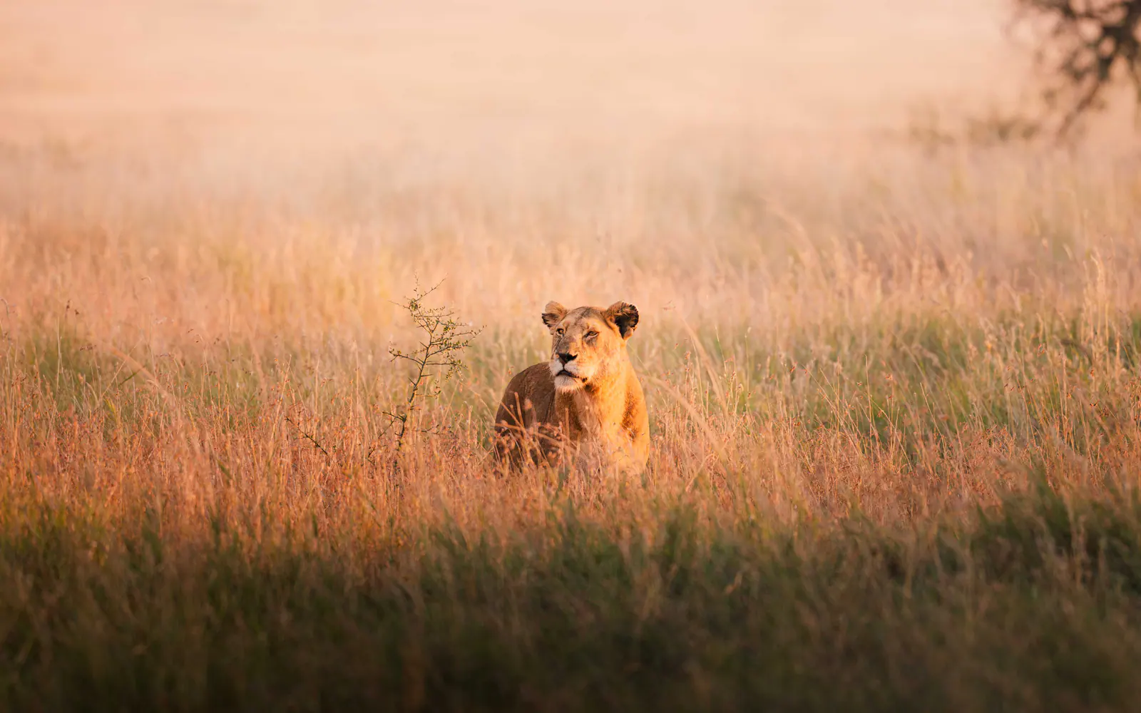 Lion resting in a dry grassland safari setting