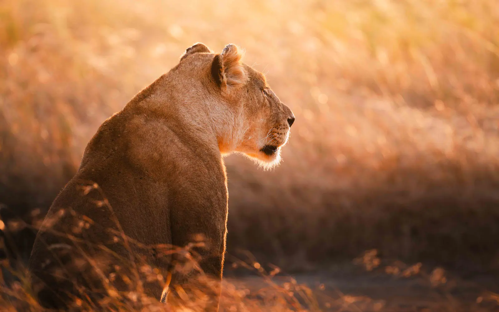 A lioness in golden evening grass
