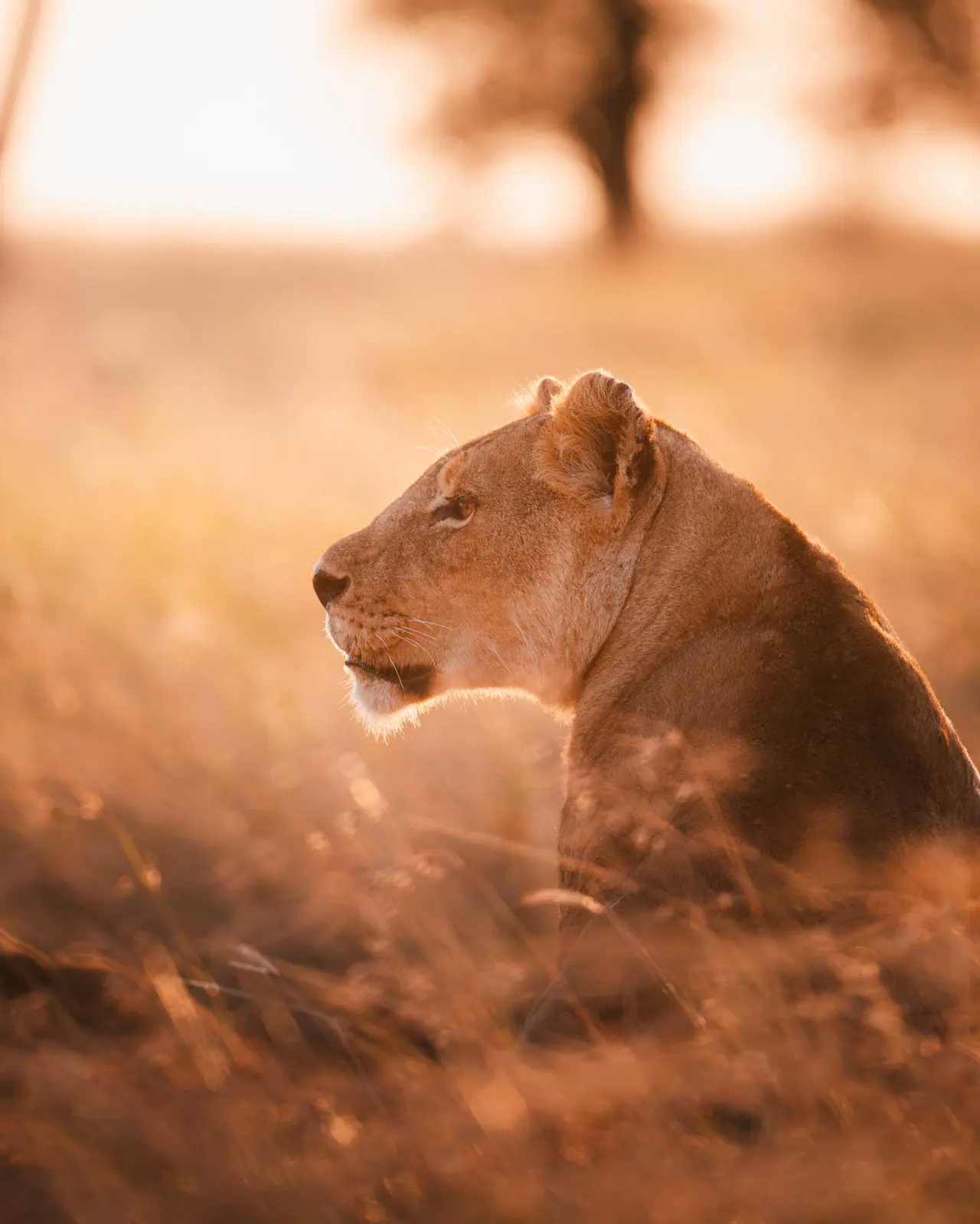 Une lionne dans l’herbe dorée du soir