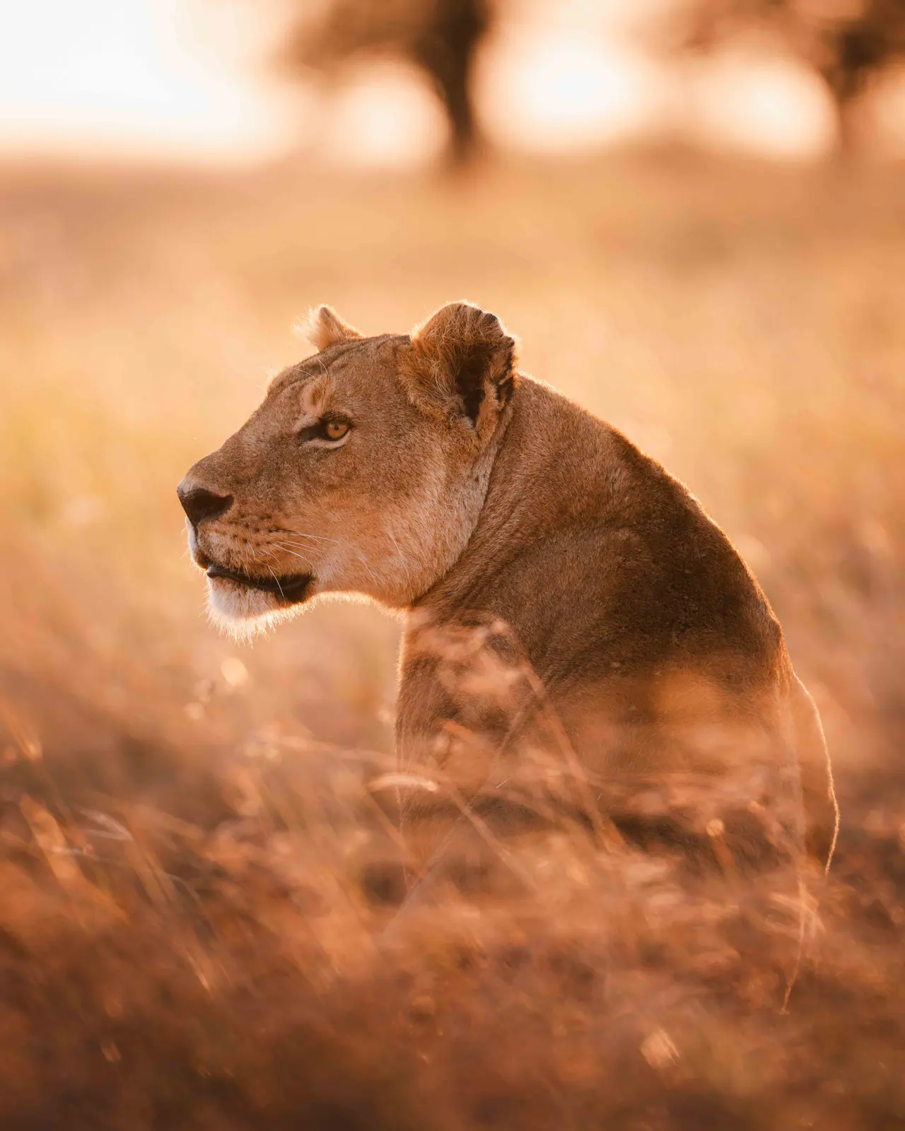 A lioness in golden evening grass