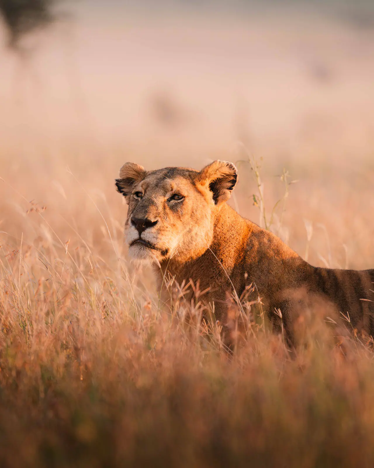 A lioness in golden evening grass