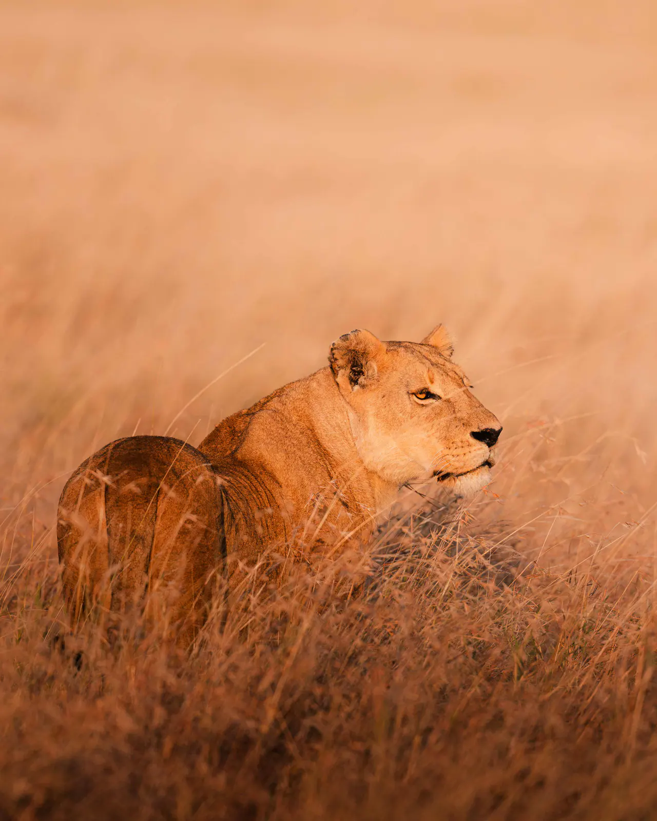 Une lionne dans l’herbe dorée du soir