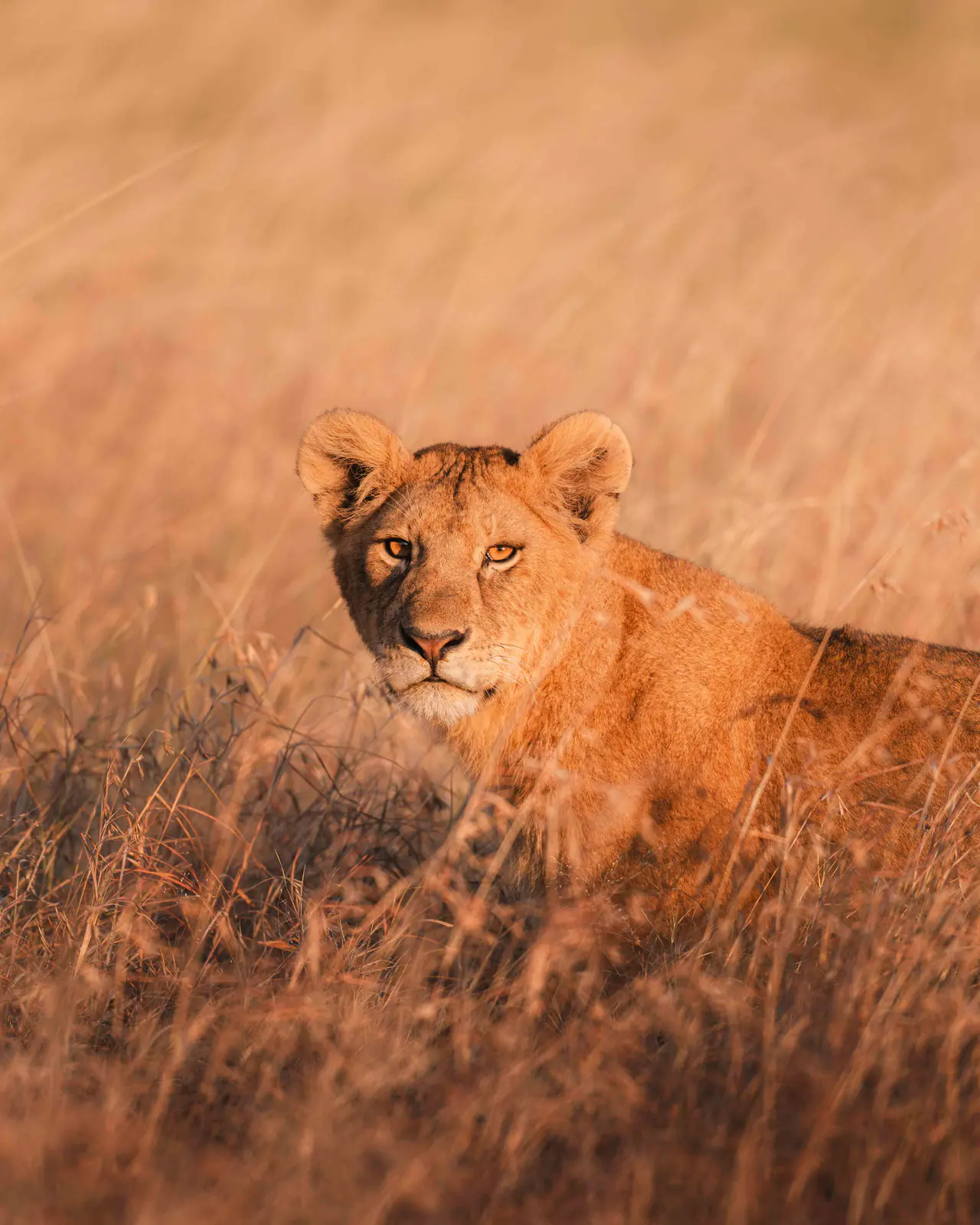 A lioness in golden evening grass