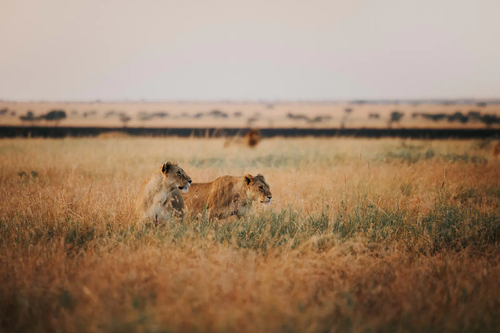 Des lions mâles dans les hautes herbes dorées