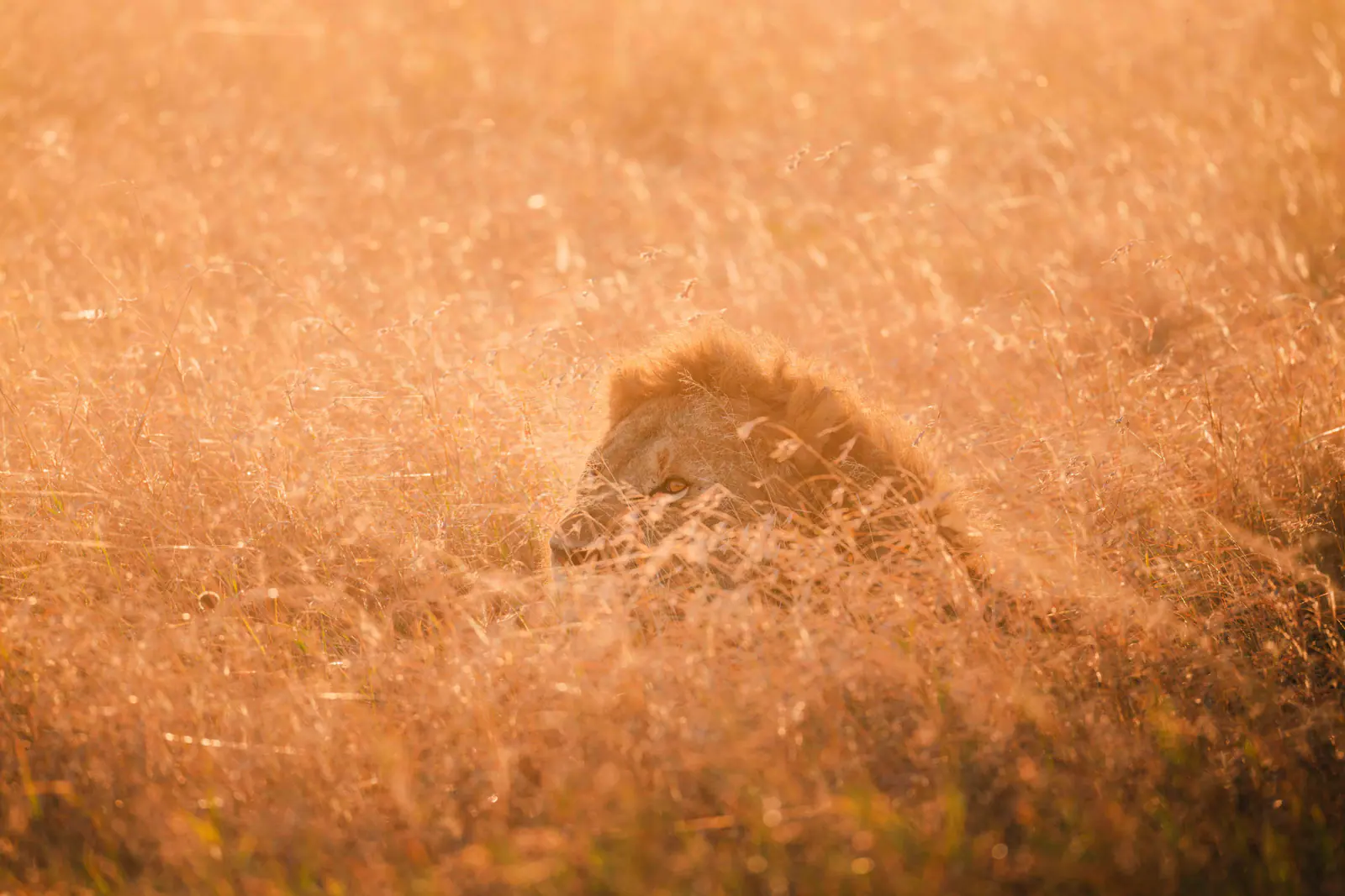 Male lions in tall golden grass