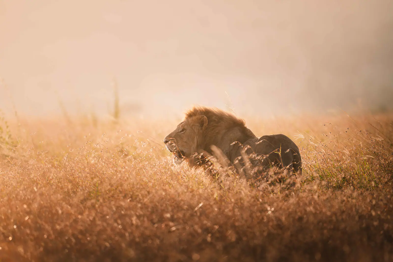 Male lions in tall golden grass