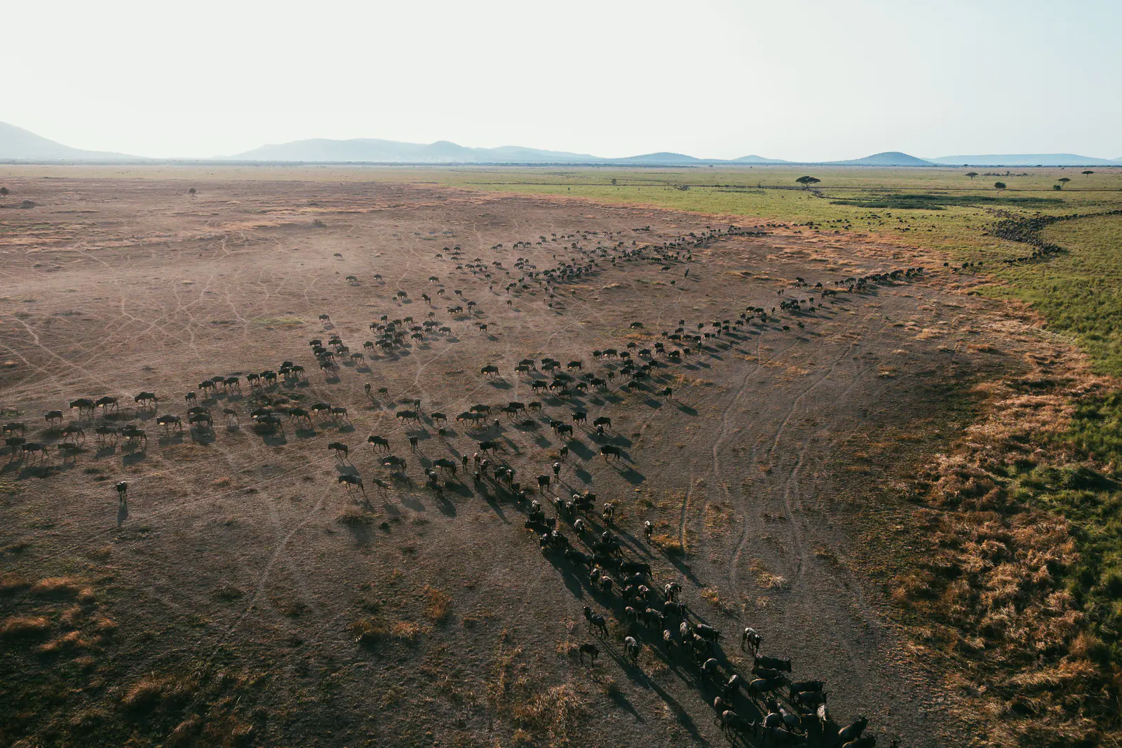 Aerial view of the Great Migration crossing the plains