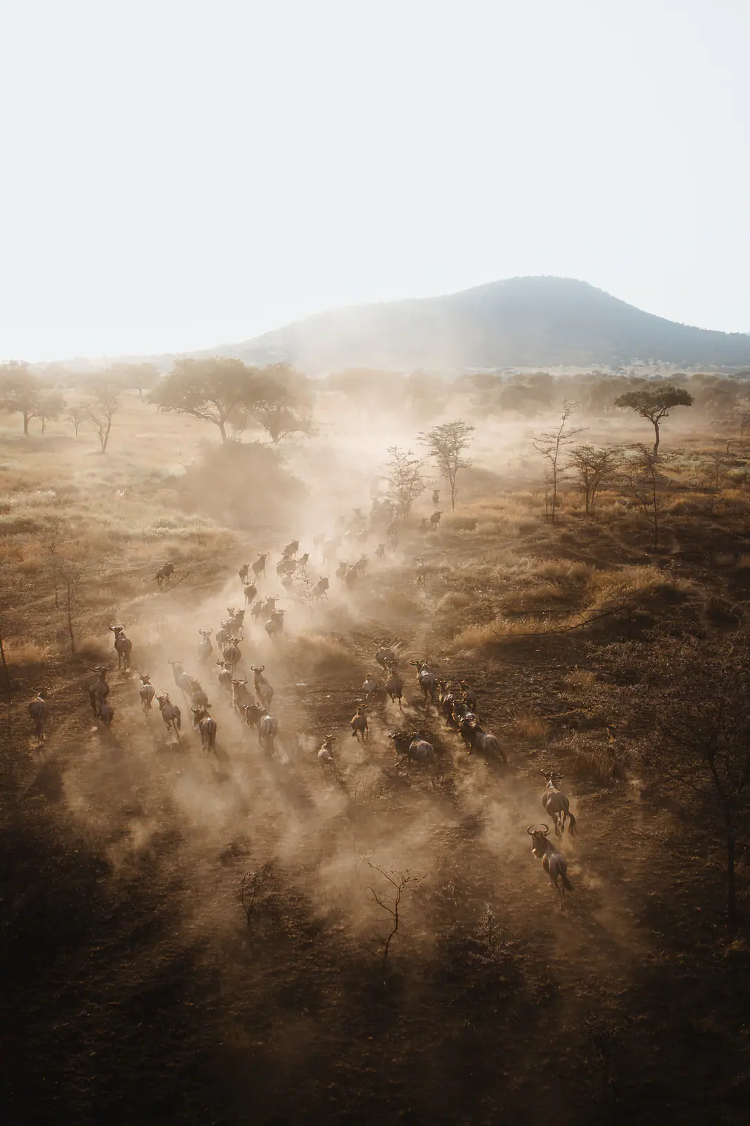 Aerial view of the Great Migration crossing the plains