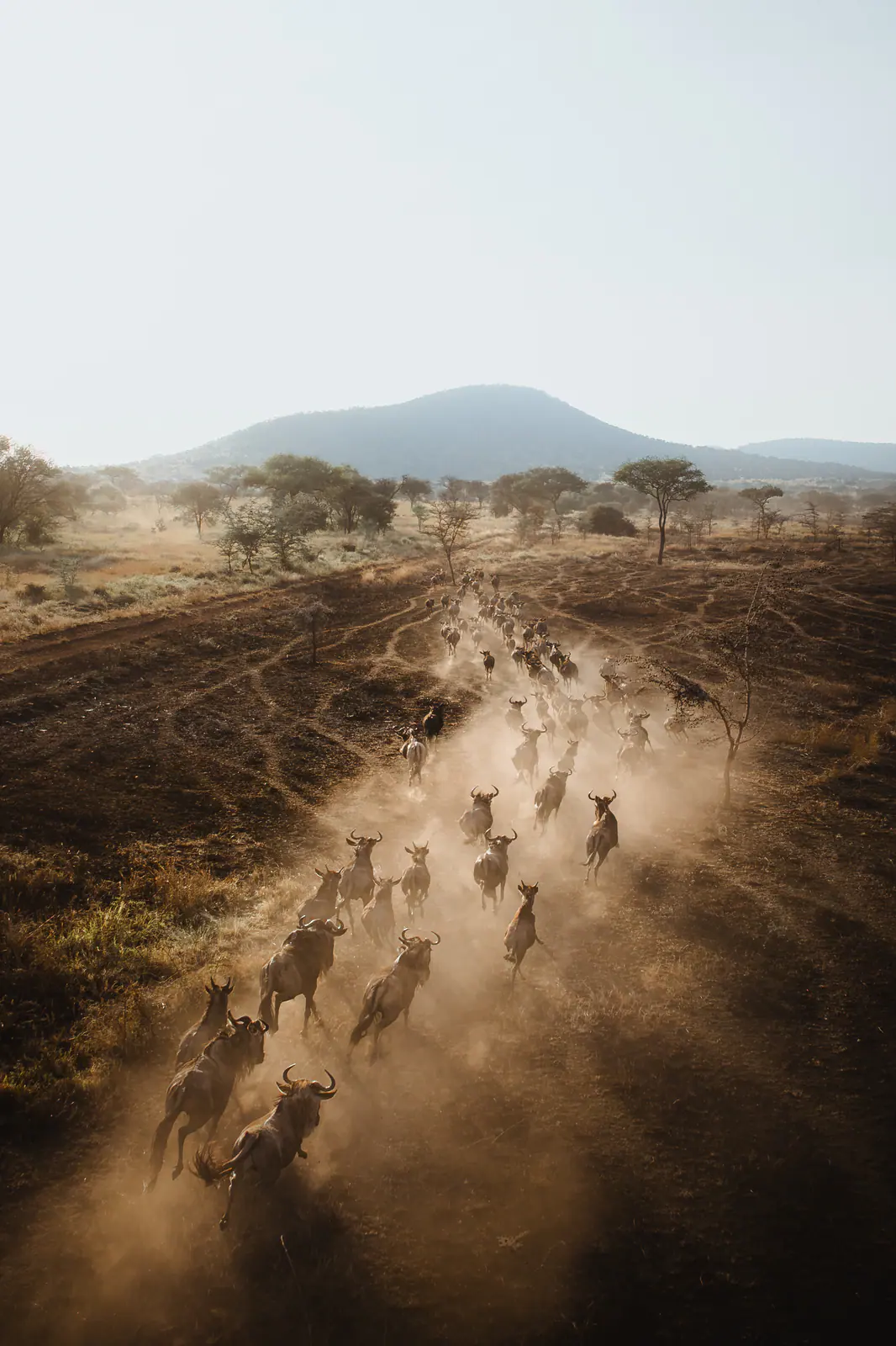 Aerial view of the Great Migration crossing the plains