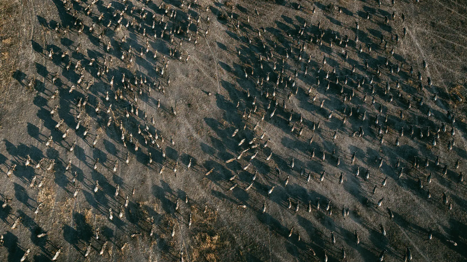 Luftaufnahme der Großen Migration über die Ebene
