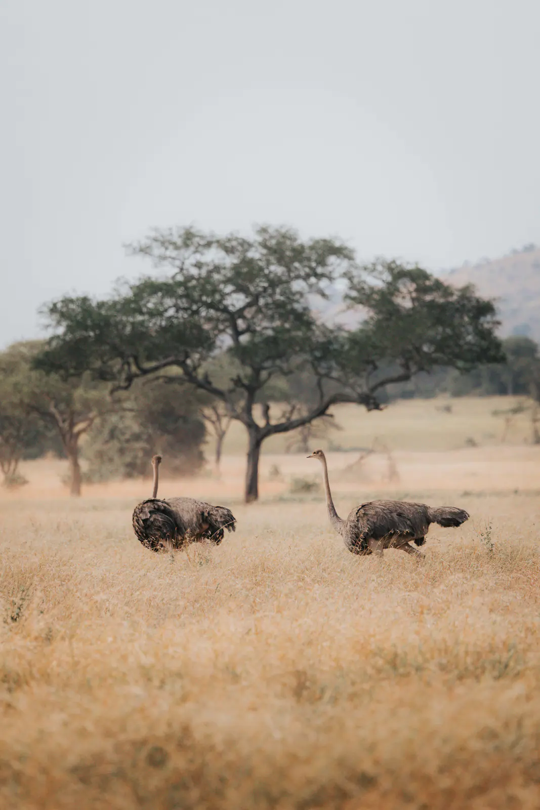 Ostriches walking across the savannah
