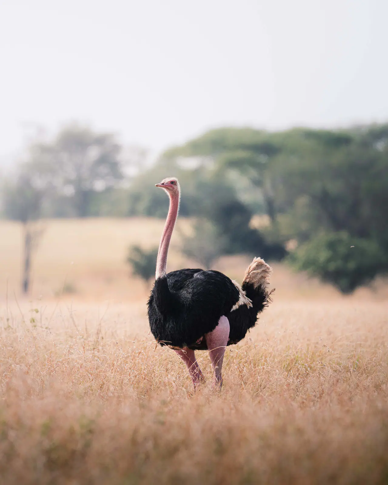 Ostriches walking across the savannah