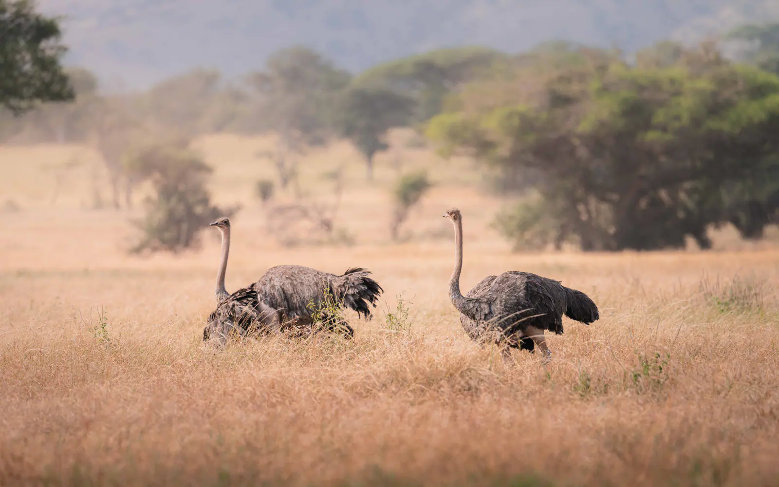 Ostriches walking across the savannah