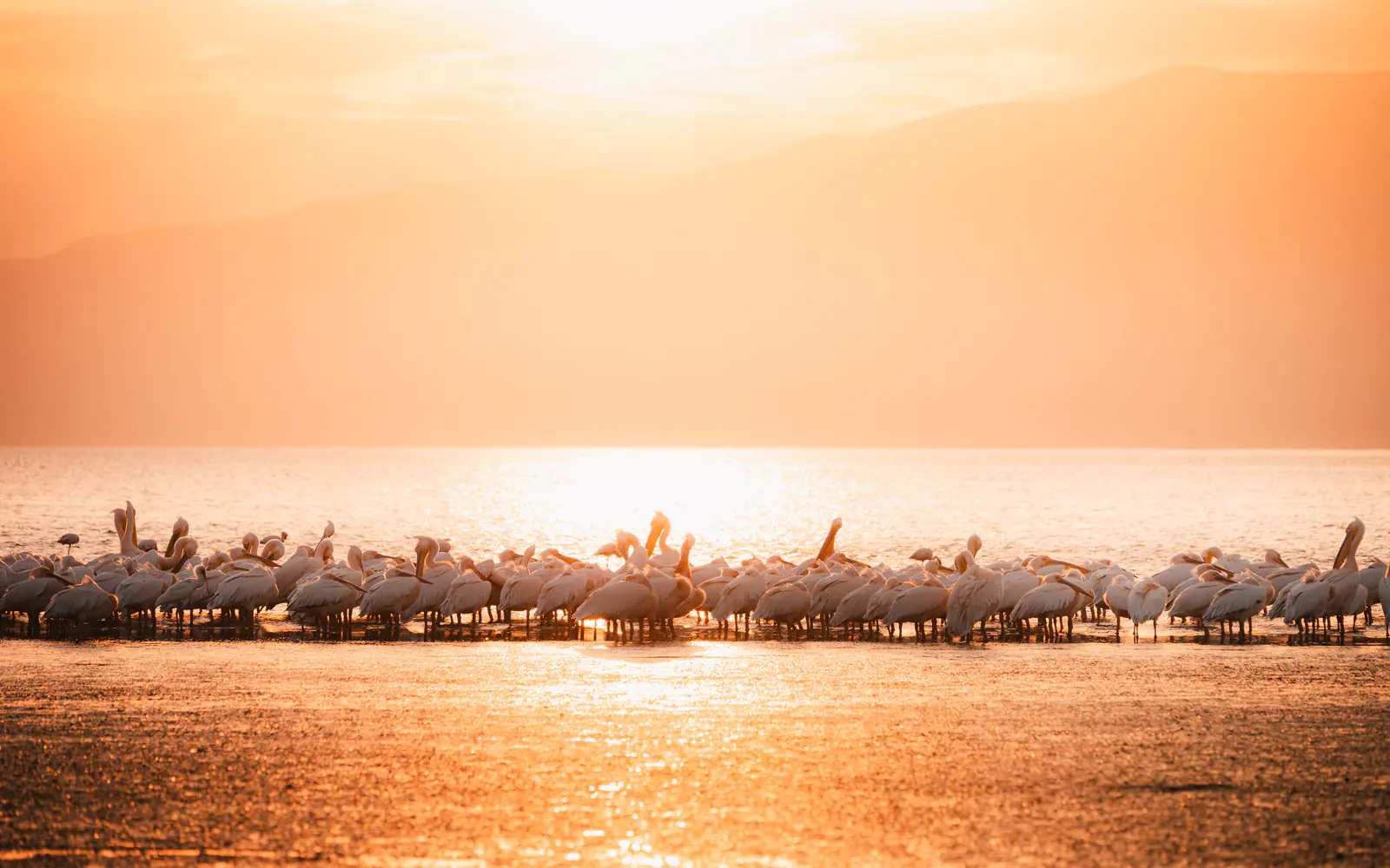 Pelicans gathered on the lake at sunrise