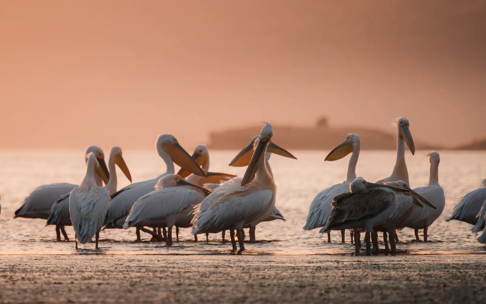 Pellicani riuniti sul lago all’alba
