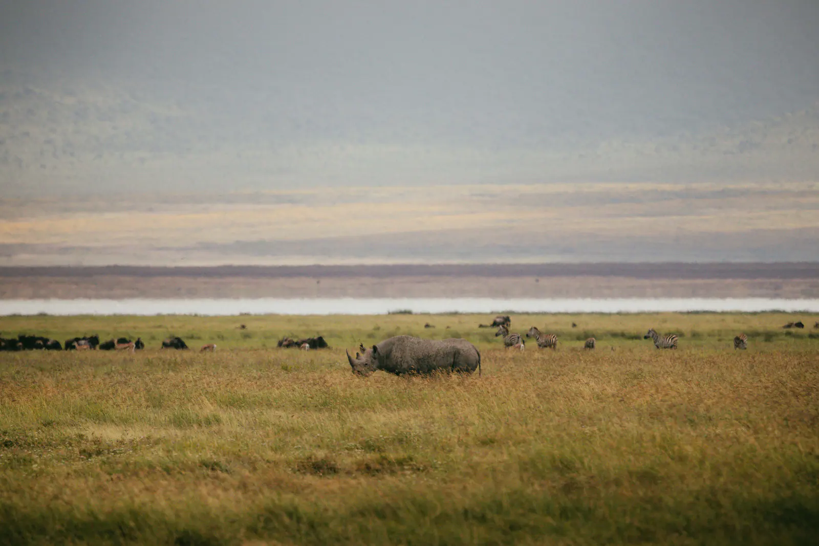Ein Spitzmaulnashorn grast auf dem Kraterboden