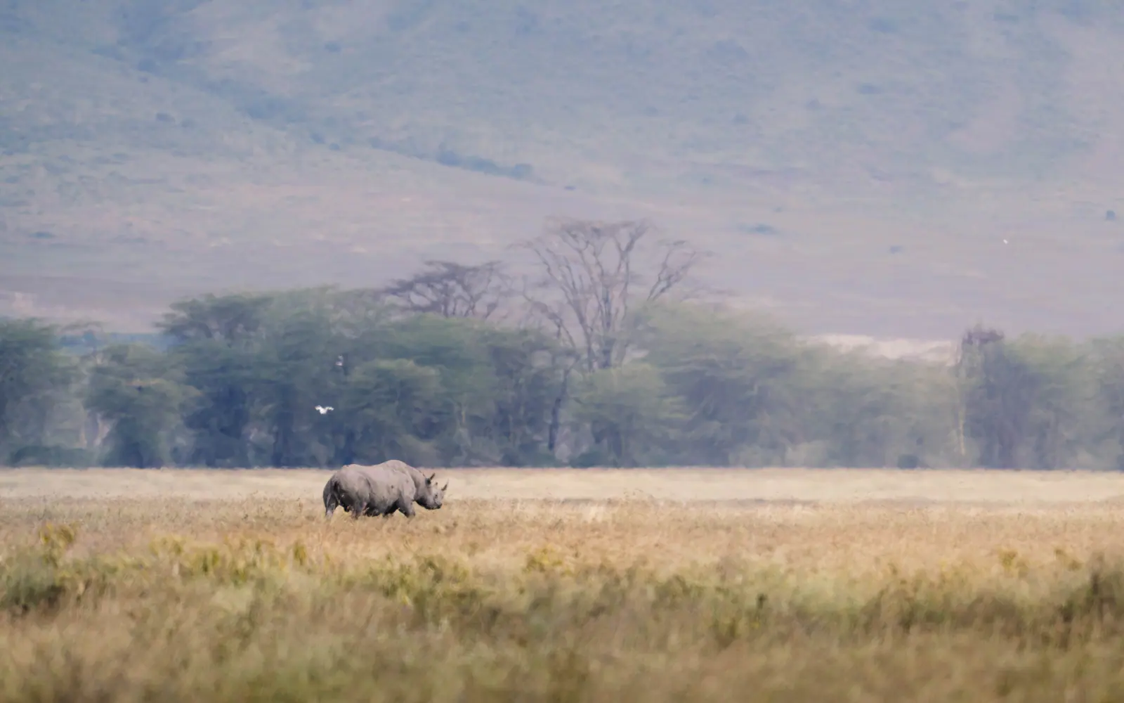Ein Spitzmaulnashorn grast auf dem Kraterboden