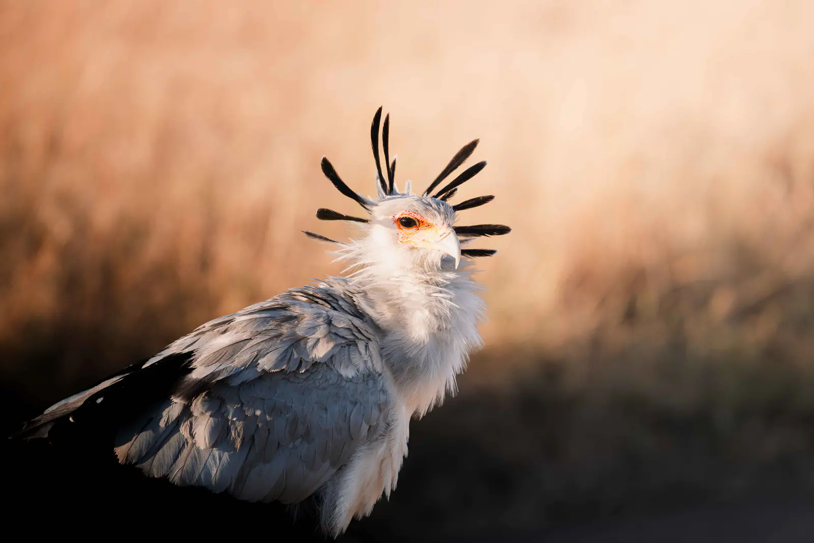 A secretary bird standing in the grass