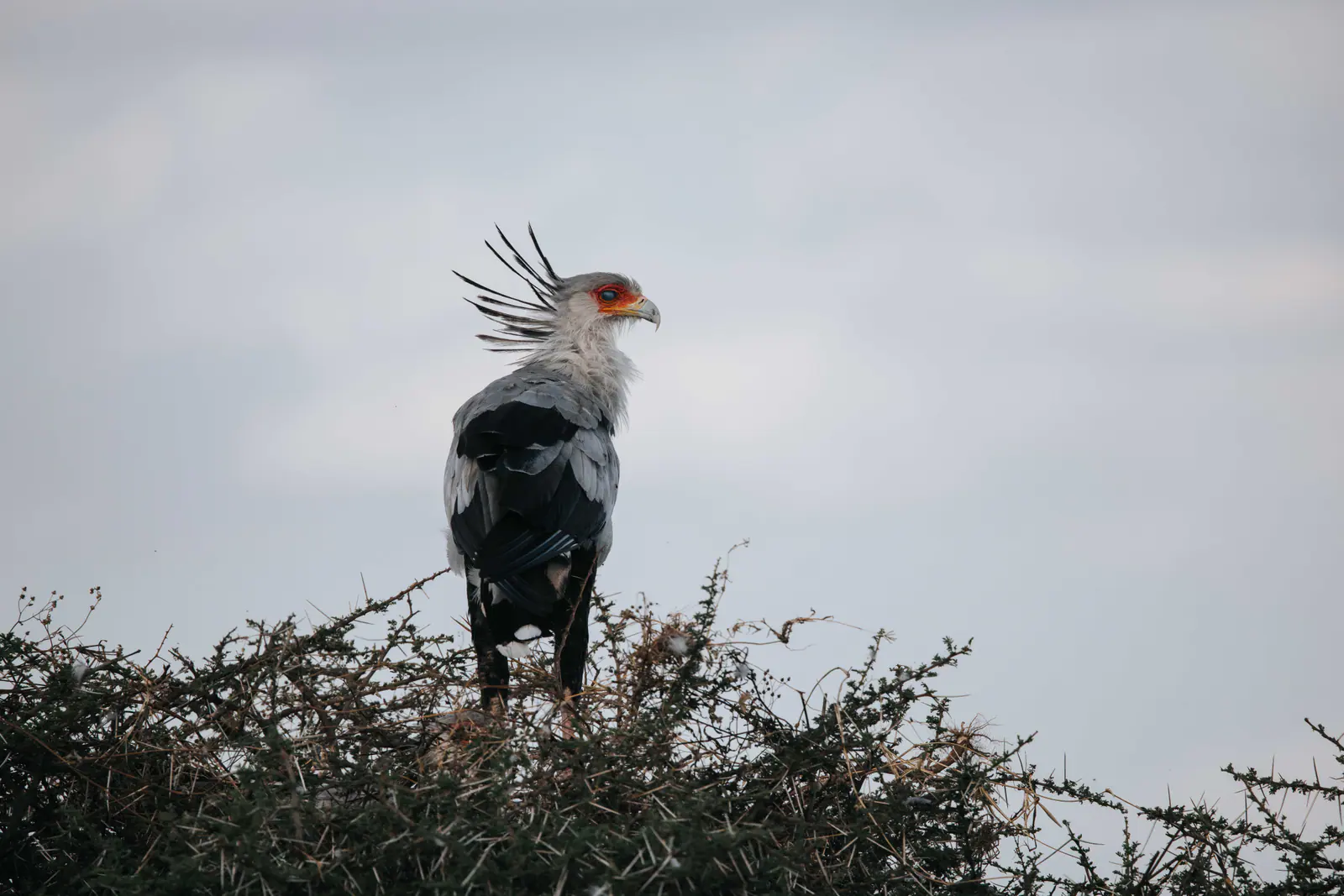 Ein Sekretär steht im Gras