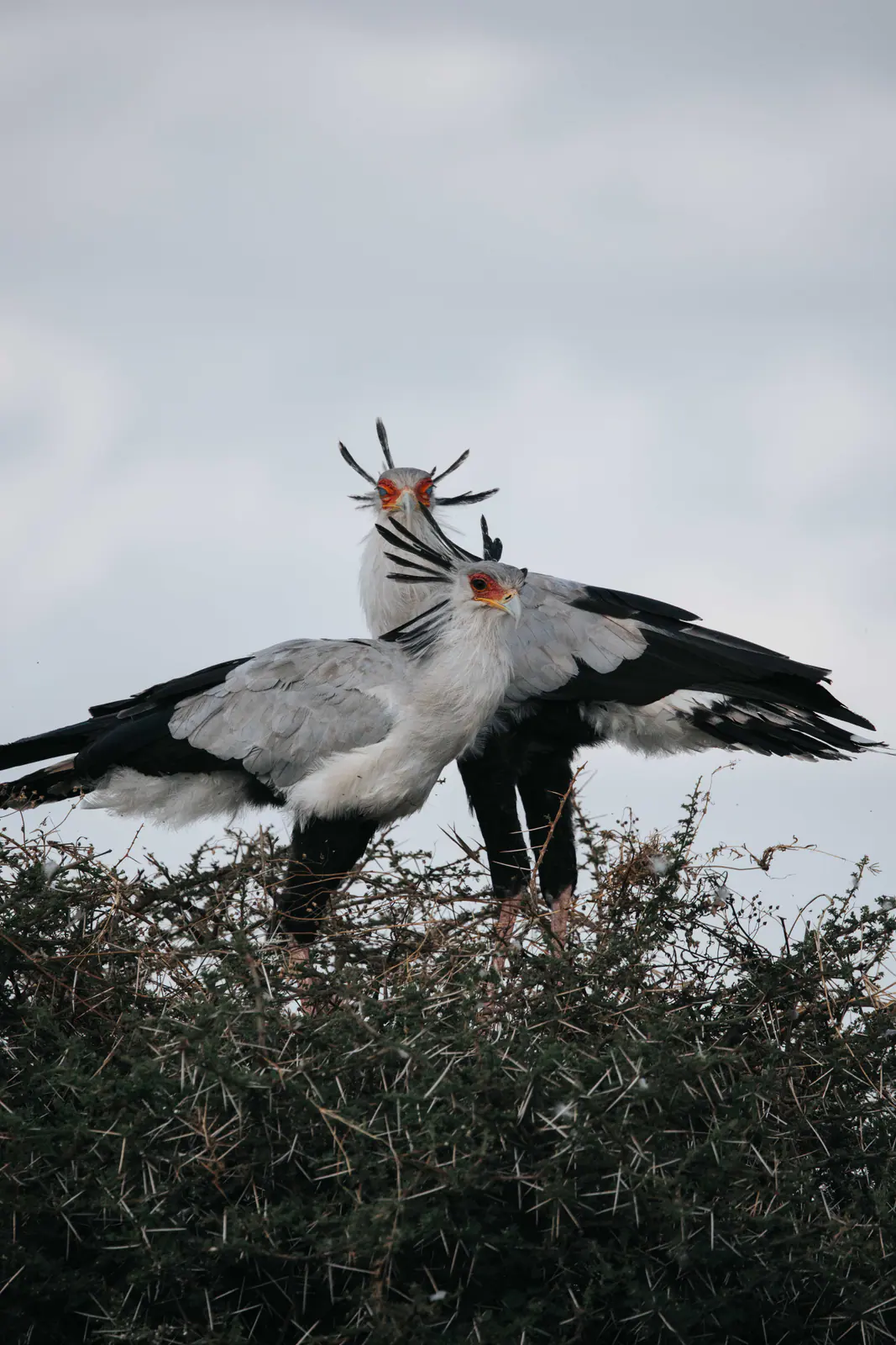 Ein Sekretär steht im Gras