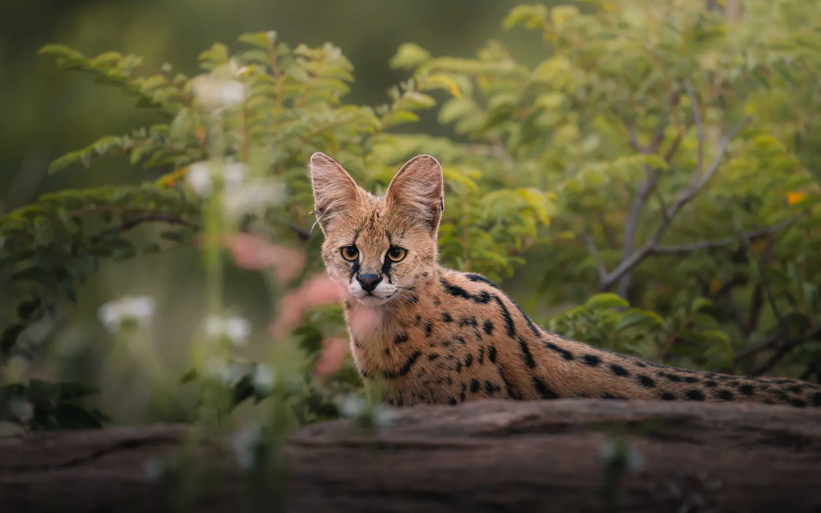 Un serval au repos près d’un tronc couché