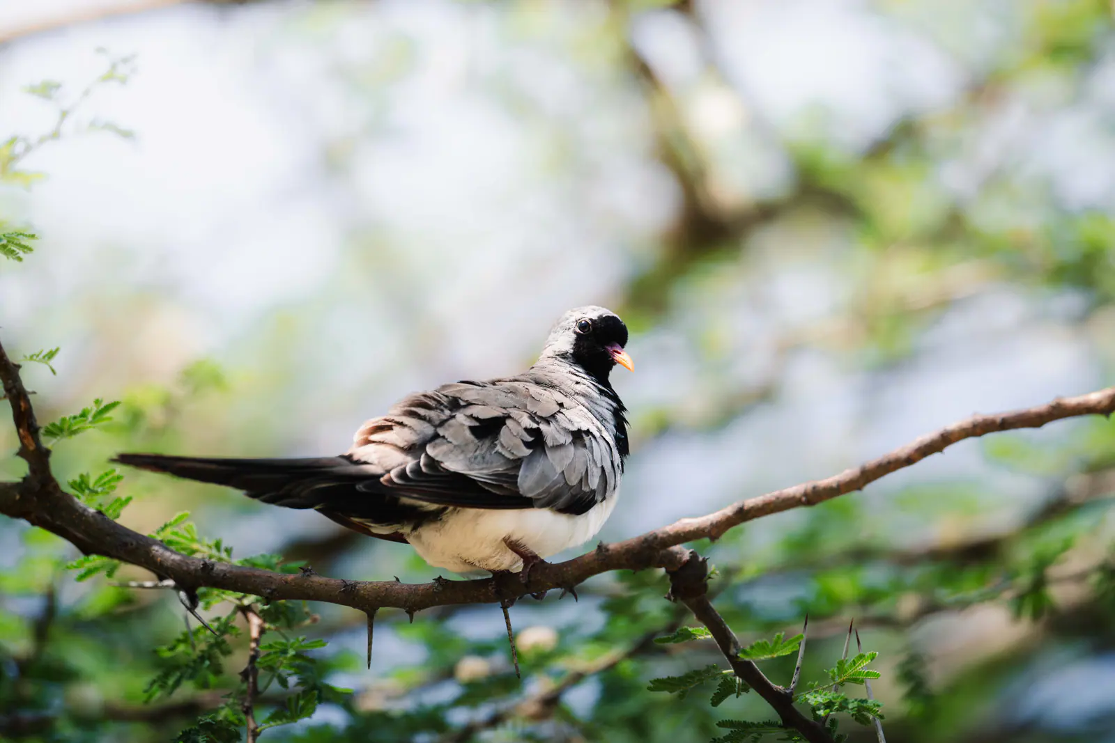 Ein kleiner Vogel auf einem Ast