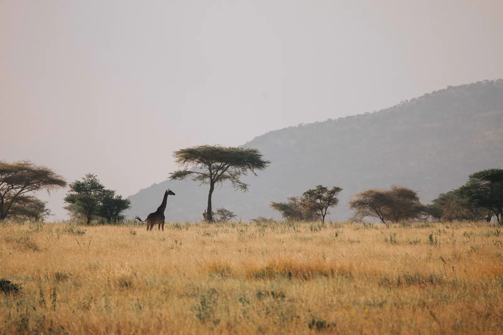 Rauch und Abendlicht über den Ebenen der Serengeti