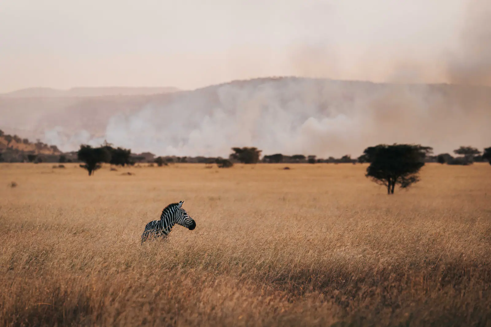 Rauch und Abendlicht über den Ebenen der Serengeti