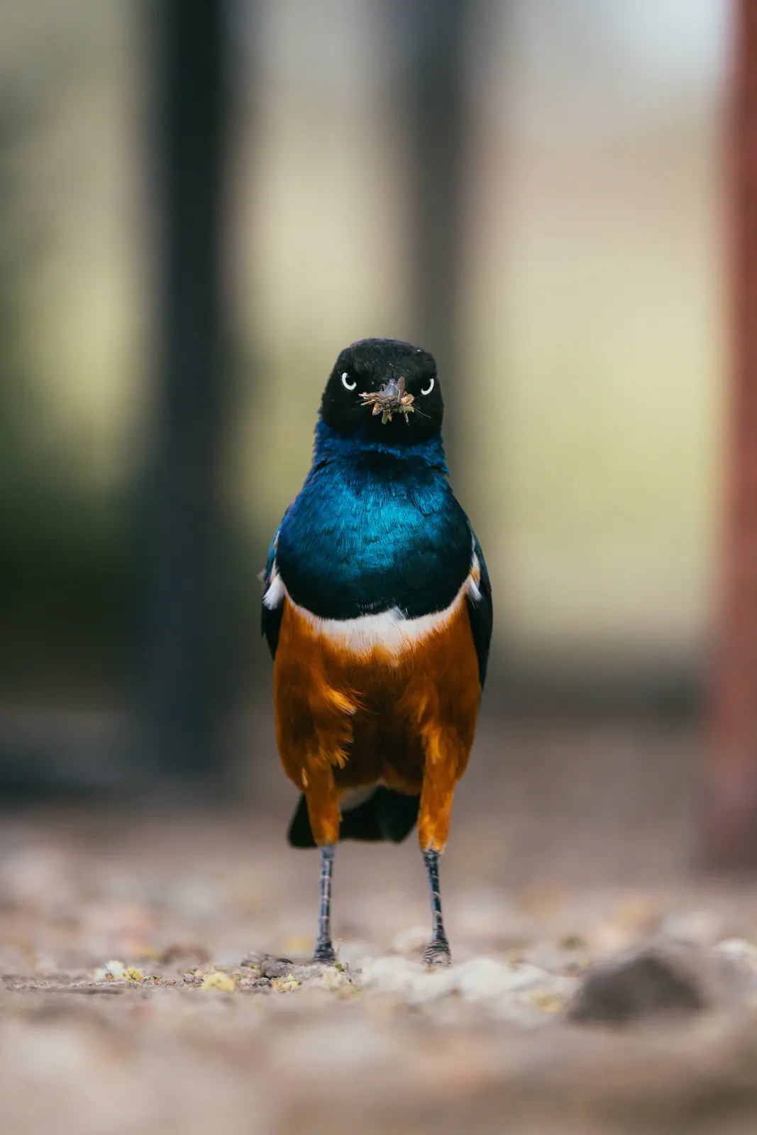 Ein Glanzstar mit schillernd blauem Gefieder