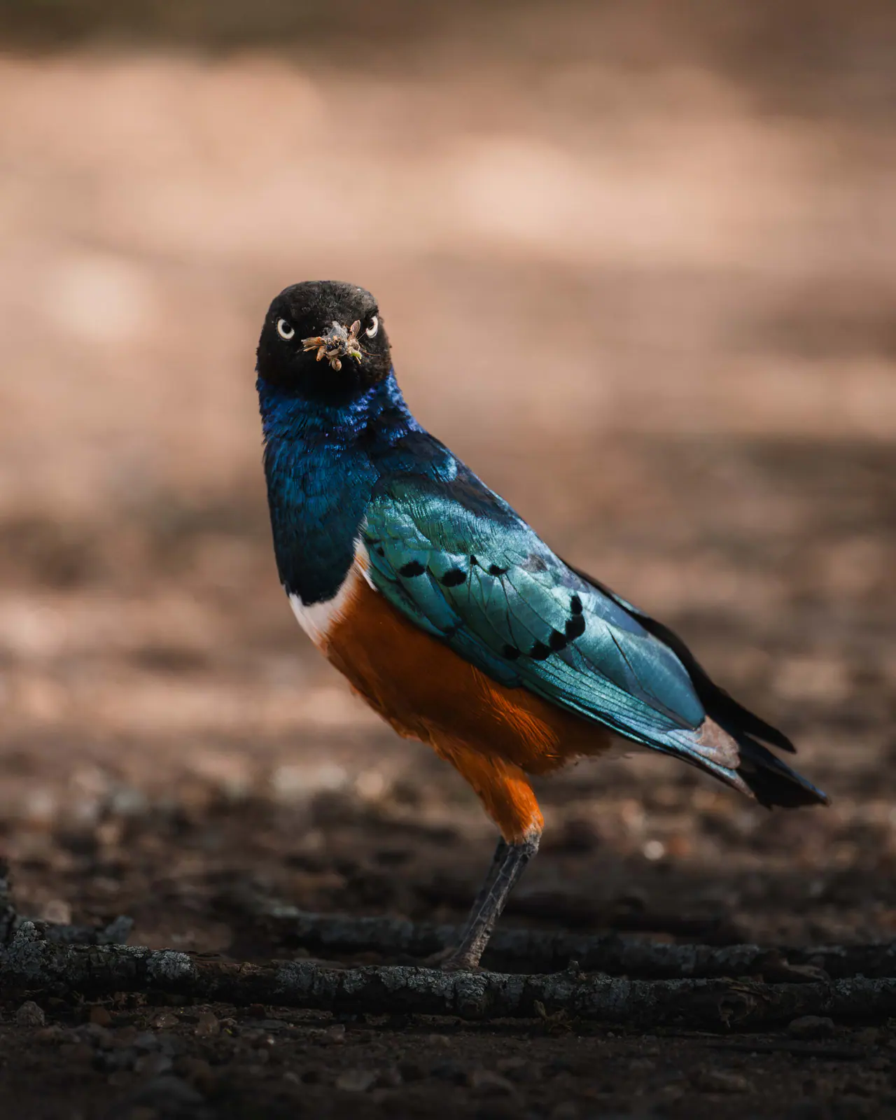 Ein Glanzstar mit schillernd blauem Gefieder