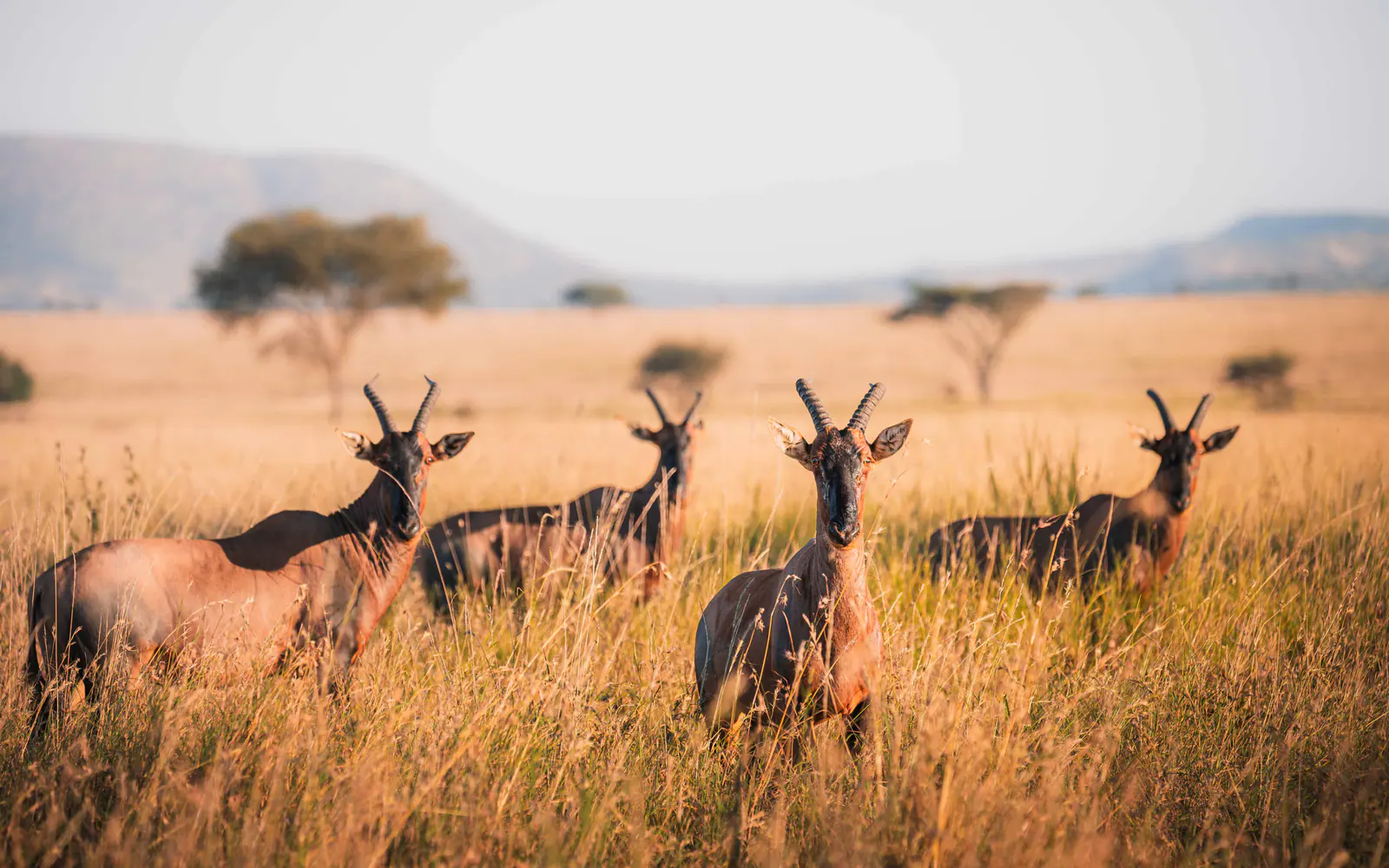 Topi antelope watching over the plains