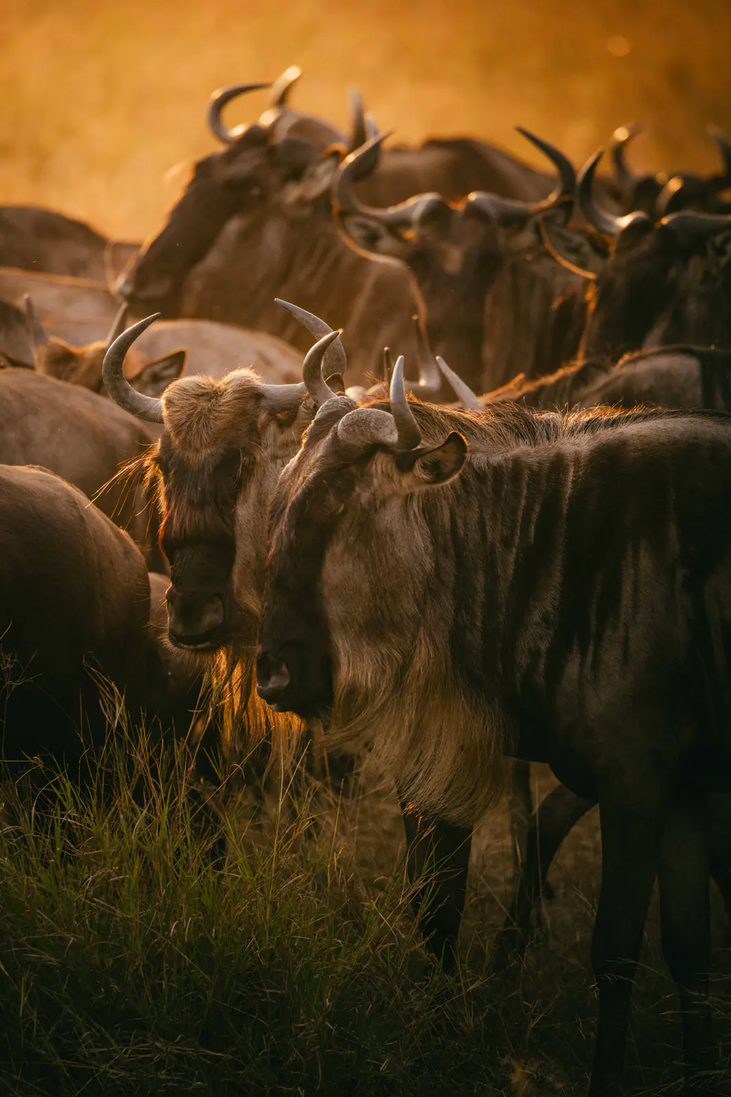 Gnu nell’erba dorata