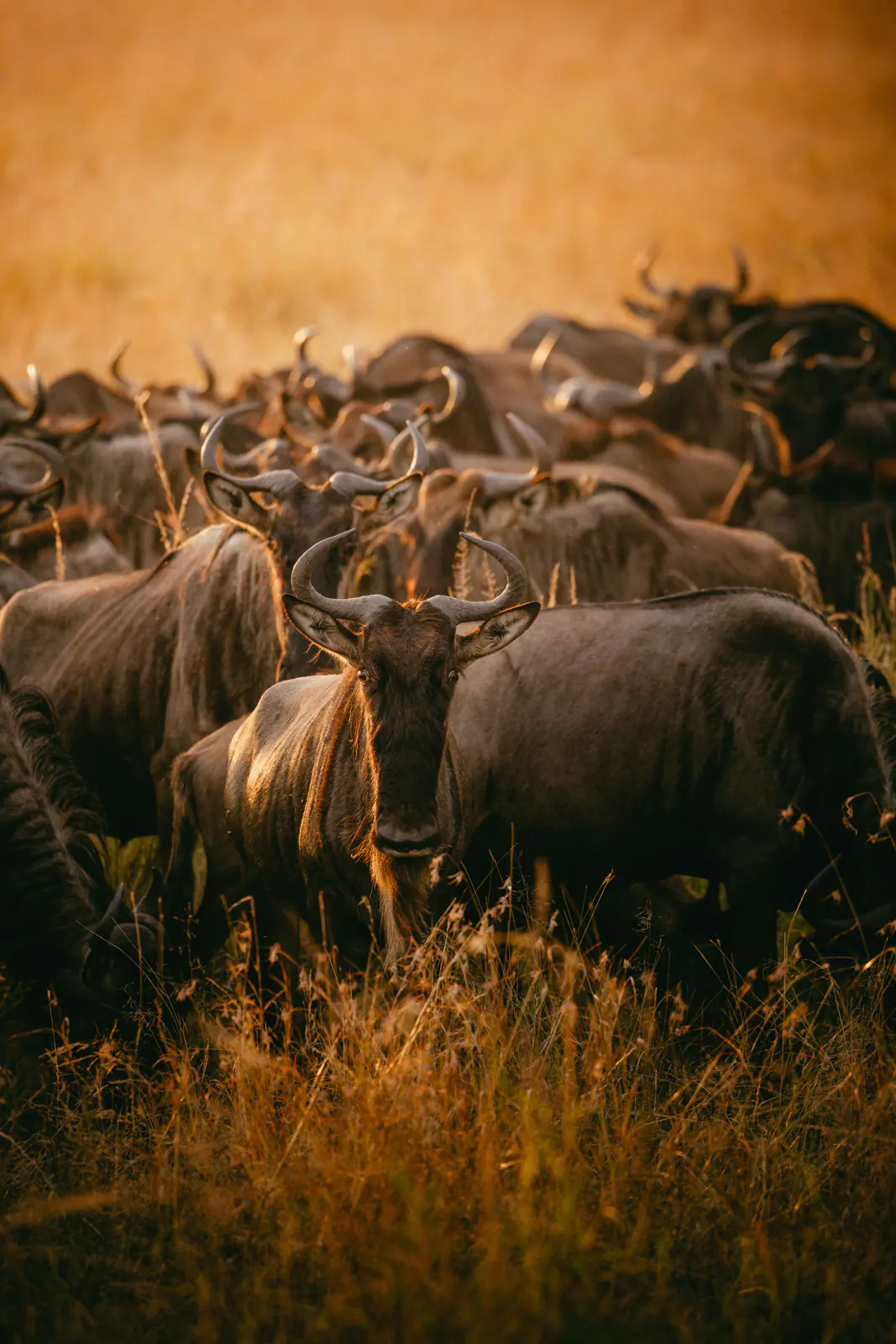 Wildebeest standing in golden grass