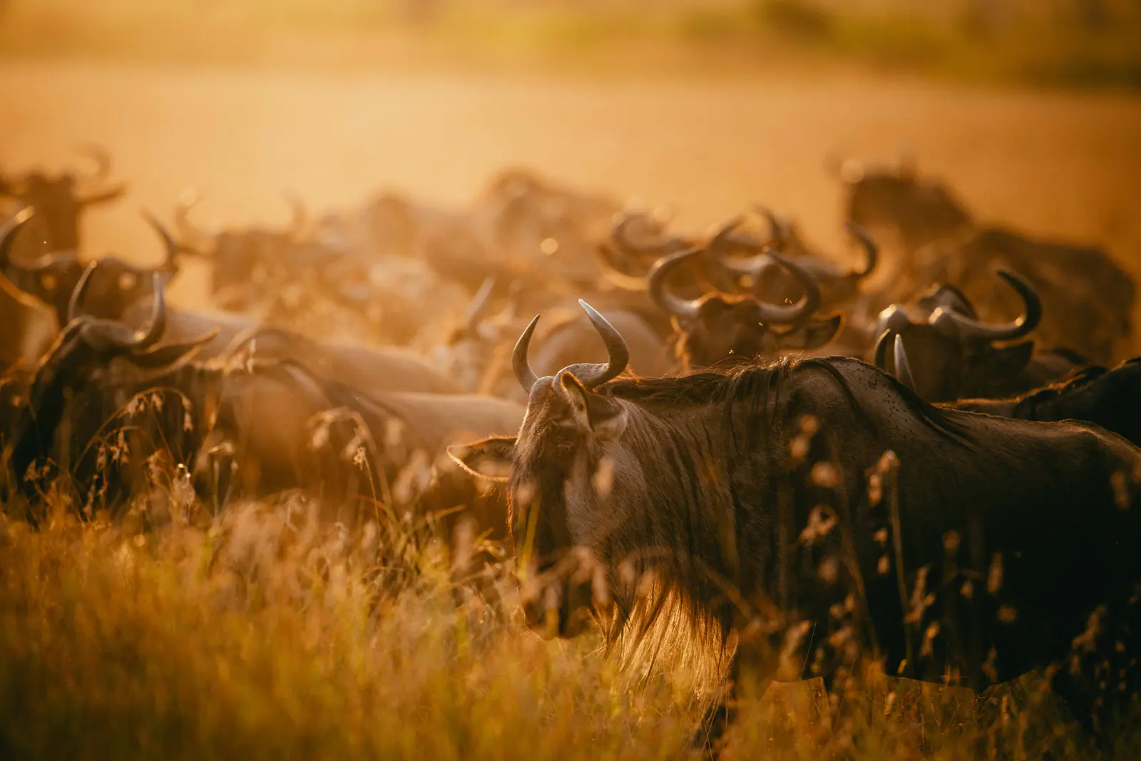 Gnu nell’erba dorata