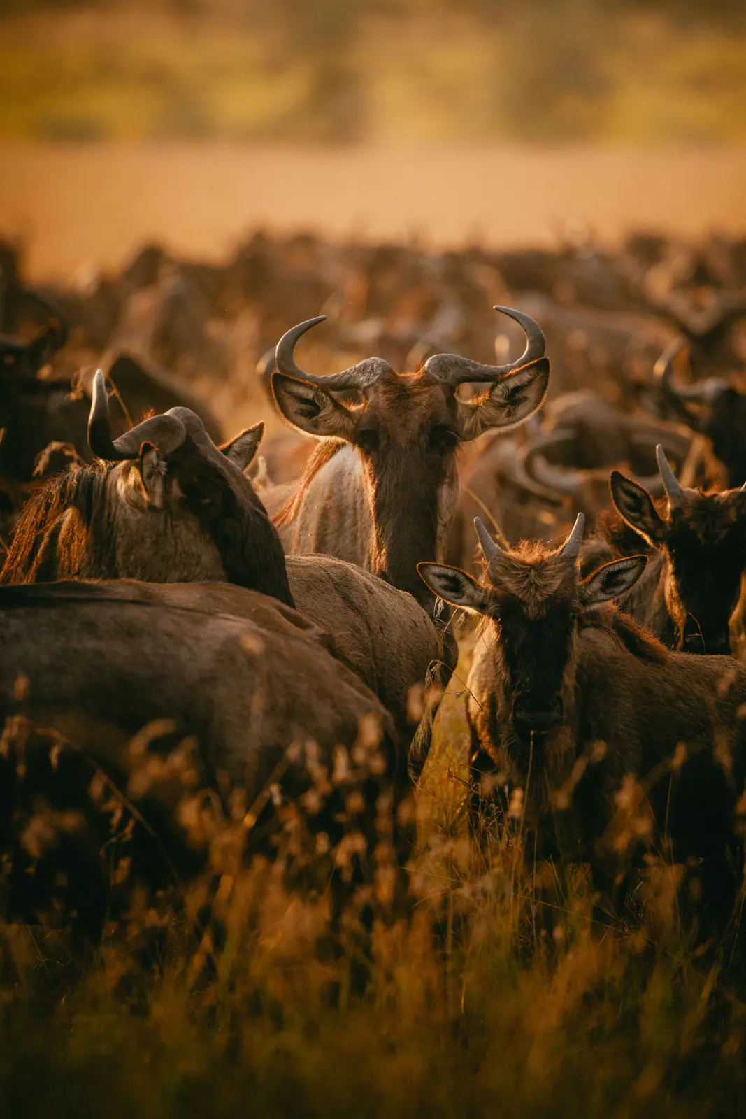 Gnu nell’erba dorata