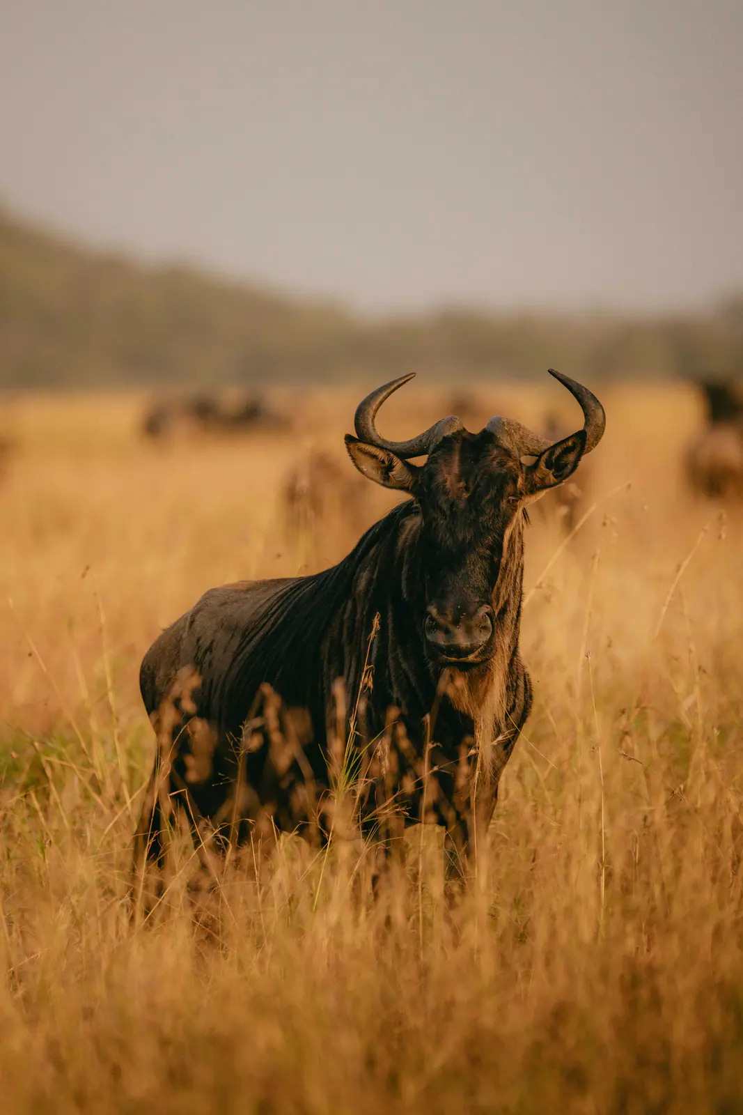 Gnu nell’erba dorata