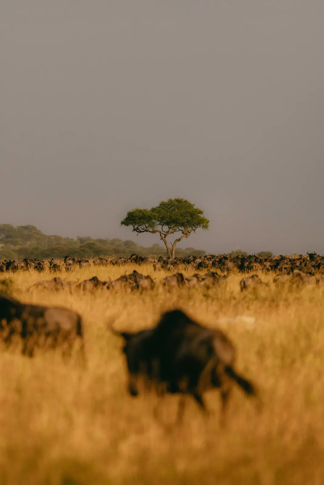 Gnus im goldenen Gras