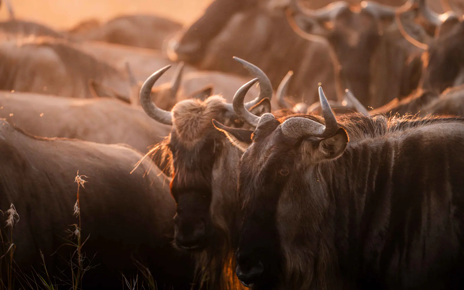 Gnus im goldenen Gras