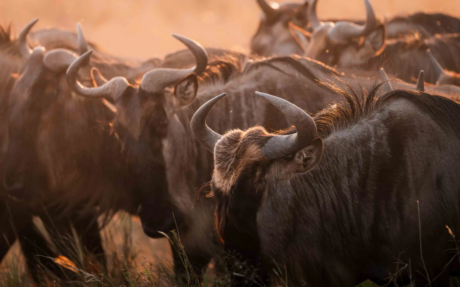 Gnus im goldenen Gras