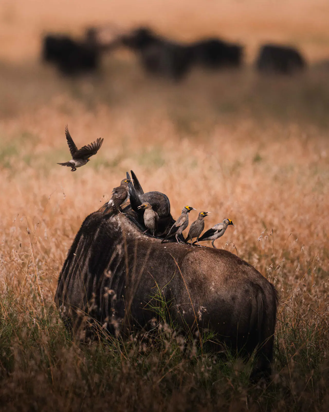 Gnus im goldenen Gras