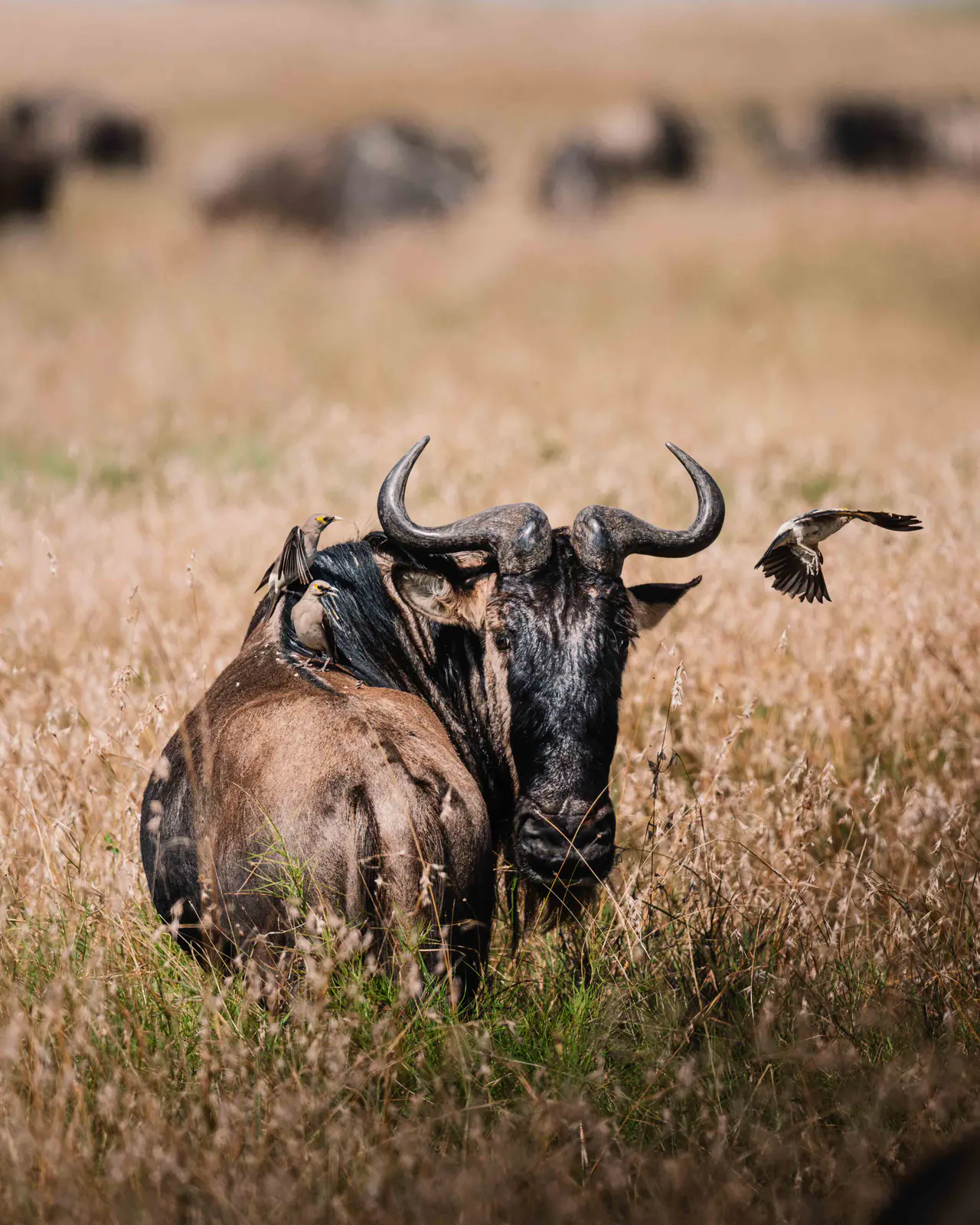 Gnus im goldenen Gras
