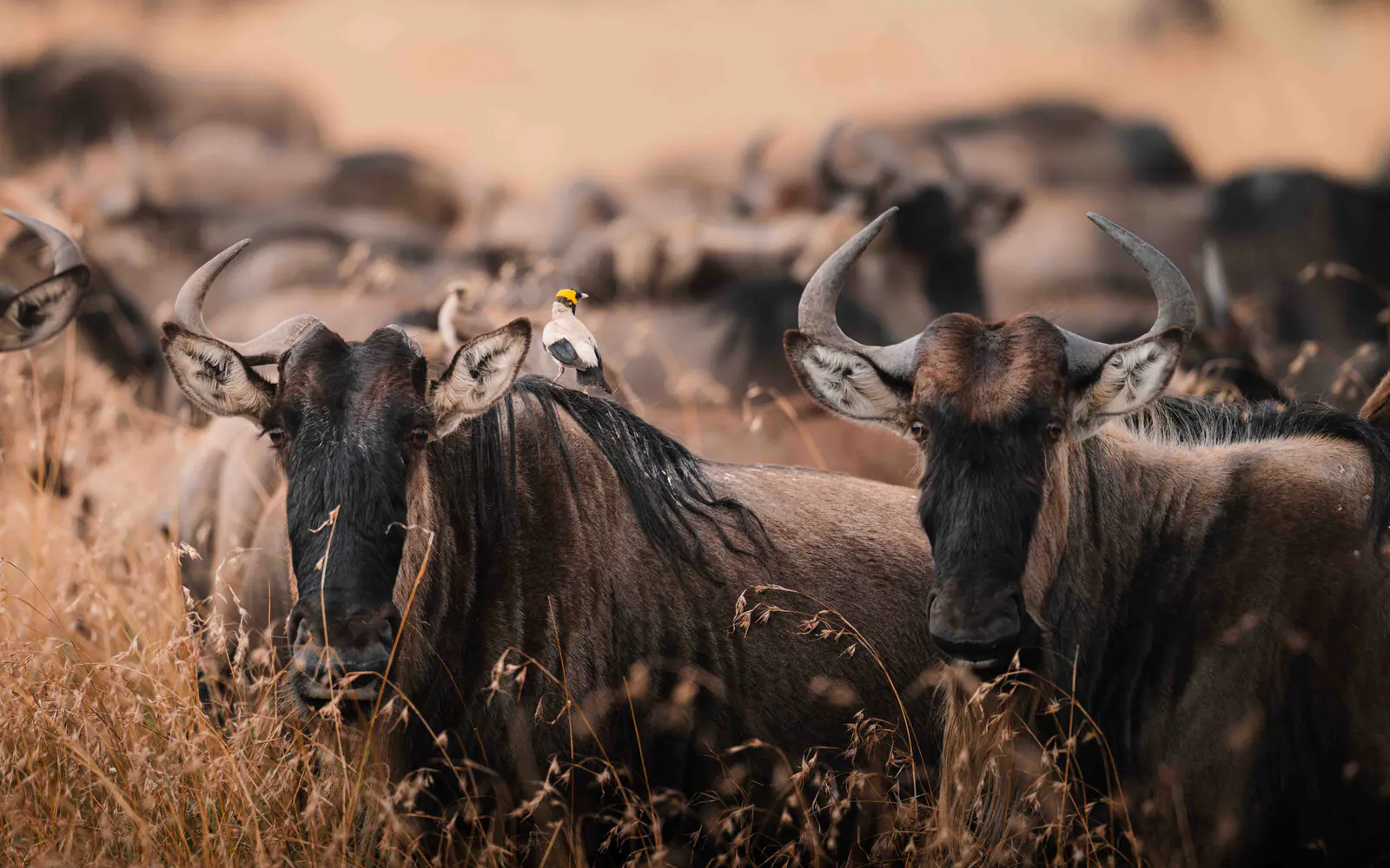 Gnu nell’erba dorata