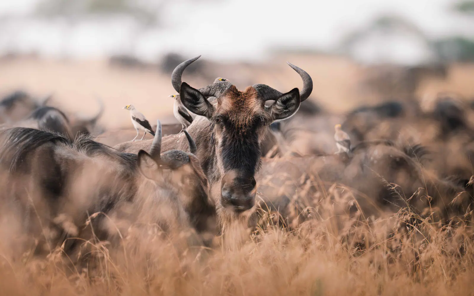 Gnu nell’erba dorata